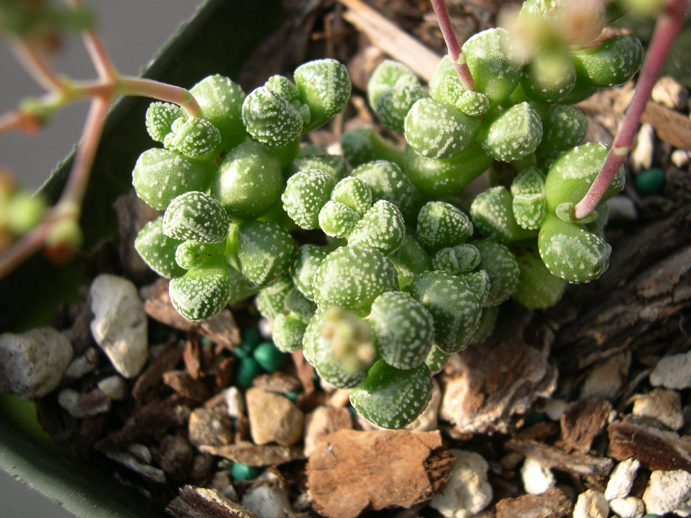 Crassula Элеганс